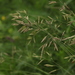 Festuca varia - Photo (c) Svetlana Nesterova, some rights reserved (CC BY-NC), uploaded by Svetlana Nesterova