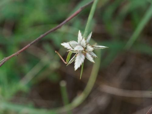 Cyperus margaritaceus image