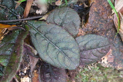 Ardisia primulifolia
