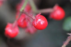 Ardisia primulifolia