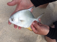 Trachinotus falcatus