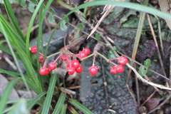 Ardisia primulifolia