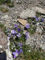 Campanula tridentata