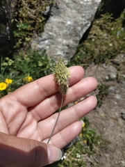 Alopecurus glacialis