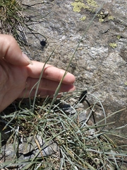 Alopecurus glacialis