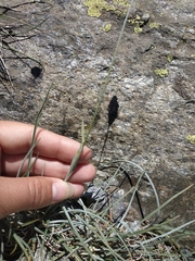 Alopecurus glacialis