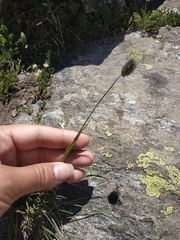 Alopecurus glacialis