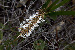 Lysinema pentapetalum