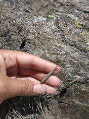 Alopecurus glacialis