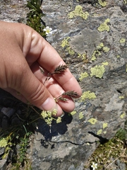 Alopecurus glacialis