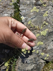 Alopecurus glacialis