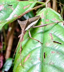 Aspilosterna albovittata