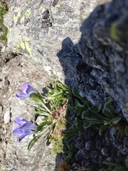 Campanula tridentata