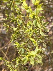 Larrea tridentata
