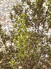 Larrea tridentata