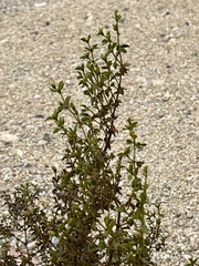 Larrea tridentata