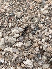 Veromessor pergandei