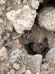 Veromessor pergandei