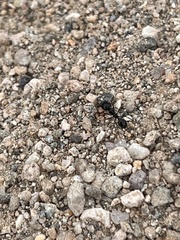 Veromessor pergandei