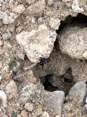 Veromessor pergandei