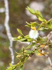 Larrea tridentata