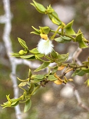 Larrea tridentata