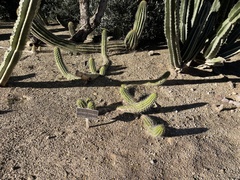 Trichocereus thelegonus