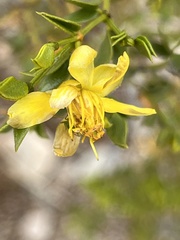 Larrea tridentata