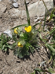 Anemonastrum speciosum