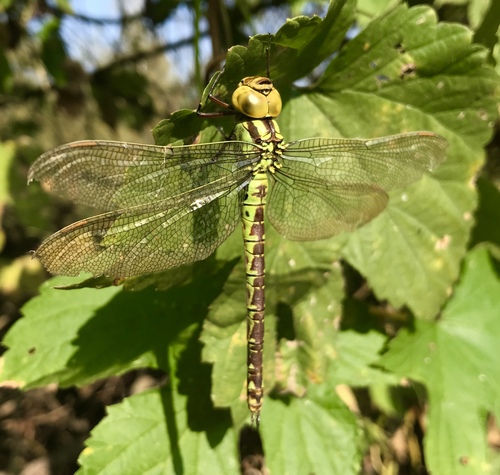 Green Hawker