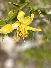Larrea tridentata