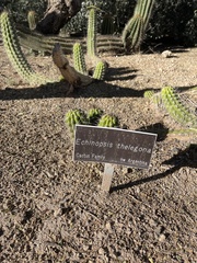 Trichocereus thelegonus