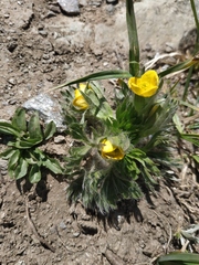 Anemonastrum speciosum