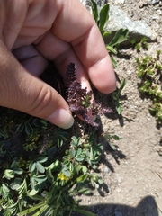 Pedicularis nordmanniana