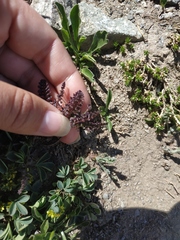 Pedicularis nordmanniana