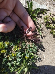 Pedicularis nordmanniana