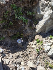 Veronica telephiifolia glareosa