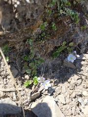 Veronica telephiifolia glareosa