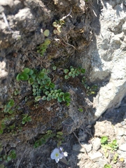 Veronica telephiifolia glareosa