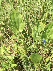 Echinodorus longiscapus