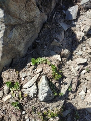 Veronica telephiifolia glareosa