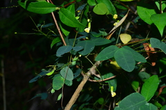 Dumasia truncata