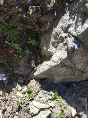 Veronica telephiifolia glareosa