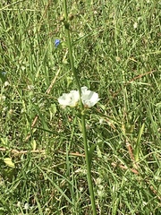 Echinodorus longiscapus