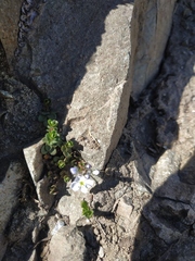 Veronica telephiifolia glareosa