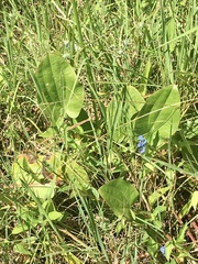 Echinodorus longiscapus