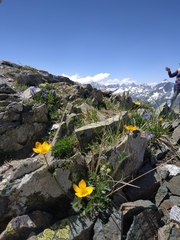 Anemonastrum speciosum