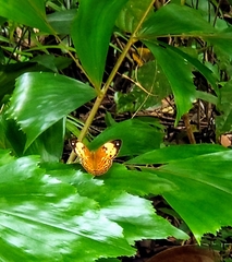 Cupha erymanthis lotis