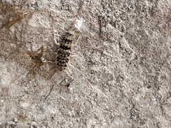 Thermobia domestica