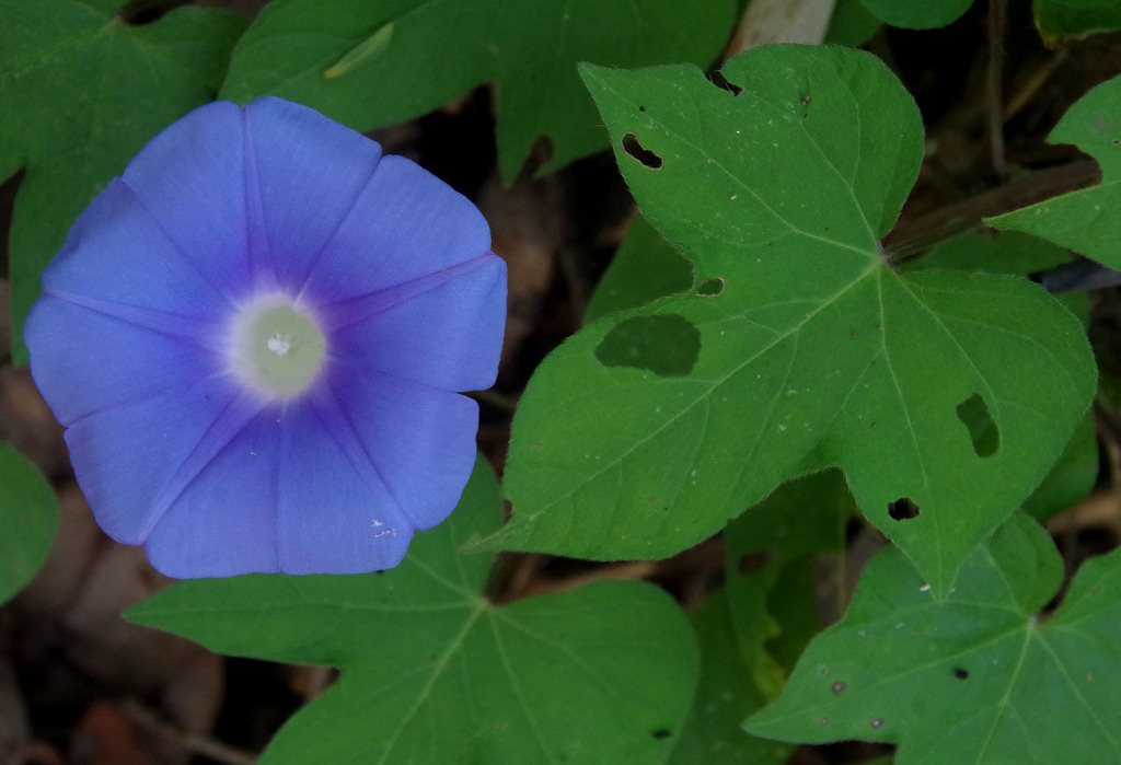 Japanese Morning Glory In Bloom 2 Stock Photo - Download Image Now - Foto 10